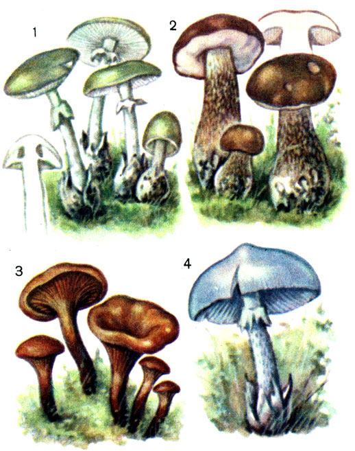 Несъедобные и ядовитые грибы: 1 - бледная поганка; 2 - желчный гриб; 3 - лисичка ложная; 4 - мухомор вонючий