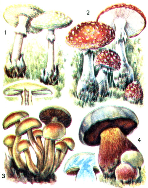 Несъедобные и ядовитые грибы: 1 - мухомор поганковидный; 2 - мухомор красный; 3 - огневка ольховая; 4 - сатанинский гриб