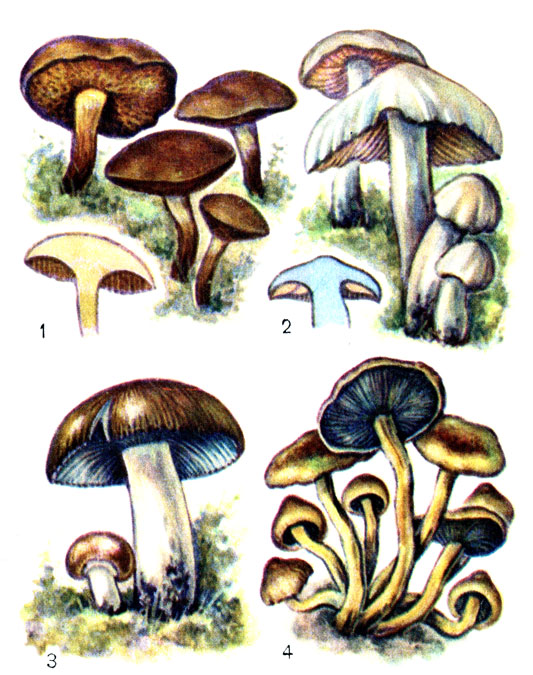 Несъедобные и ядовитые грибы: 1 - перечный гриб; 2 - энтолома ядовитая; 3 - валуй ложный; 4 - ложноопенок серно-желтый