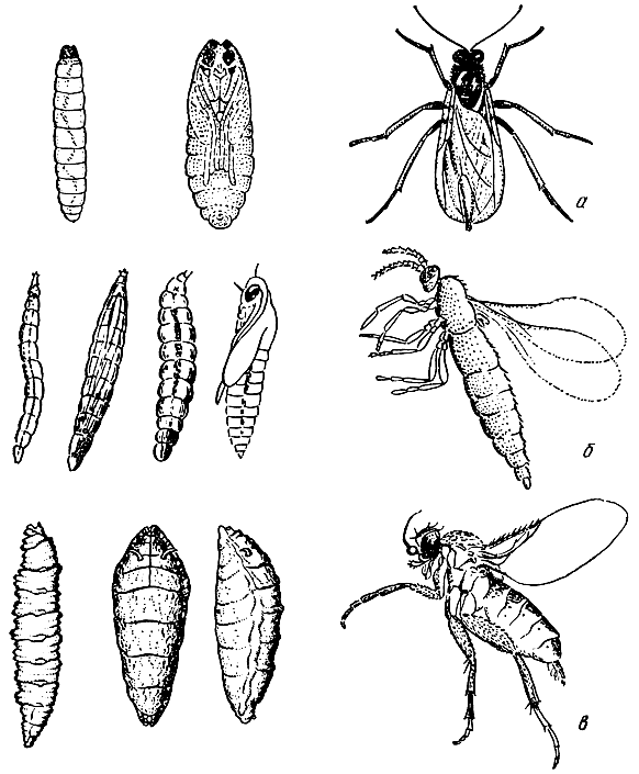 . 43.    :  -   Licoriidae;  -   Cecidomyiidae;  -   Phoridae