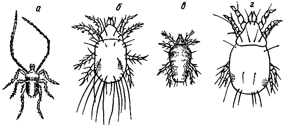 . 44. :  - Linopodes antennaepes Banks.;  - Tyrophagus dimidiatus Herm.;  - Pygmaeophorus stercoricola Berl.;  - Caloglyphus mycophagus Magn