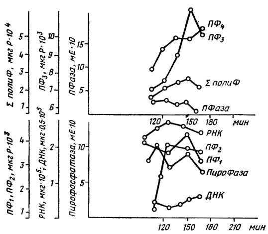 . 6.5.     ,   ()   ()  Schizosaccharomyces pombe. 1  2, -    ; 3, 4  2 - ,          (, 1975)
