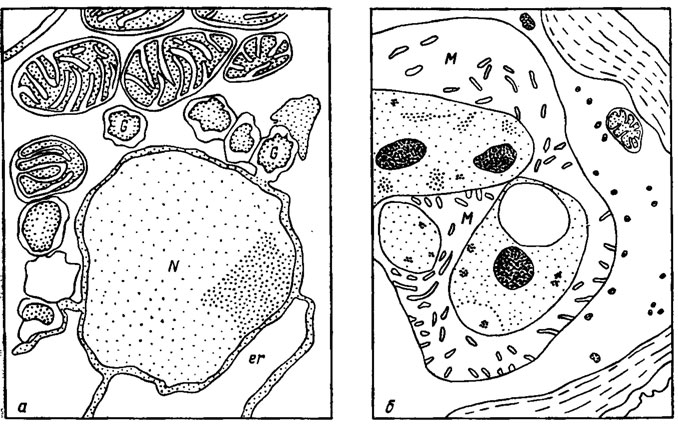 . 7.4.      Penicillium chrysogenum        :  -  24 . ;   ; N - ; G -   ; r -  ;  -  72 . ;  -          ( Kurylowicz et al., 1980)