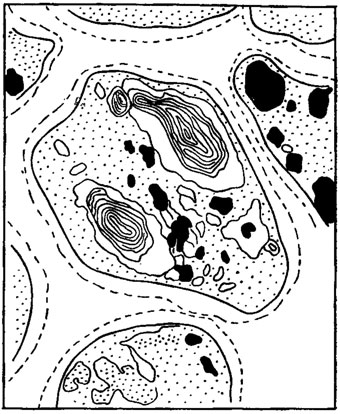 . 7.8.          Rhytisma salicinum ( , 1975)