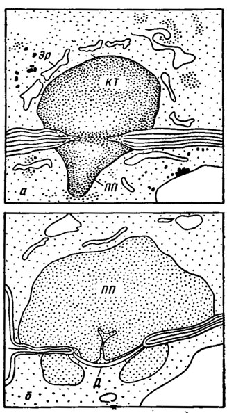 . 7.12.          :  -   ()    ()     Scutellinia scutellata;  -  ;  -   ()   ()     Peziza varia ( , , 1982)