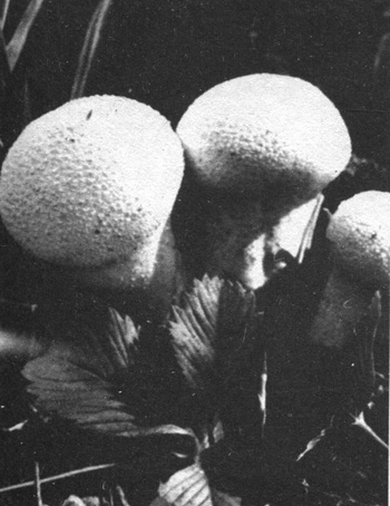 Сыроежки - самое многочисленное семейство съедобных грибов