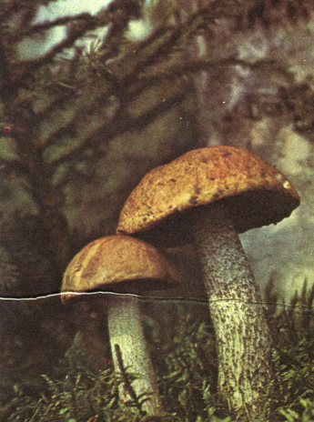 Березовики нередко открывают грибной сезон