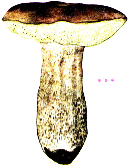   , Boletus reticulatus