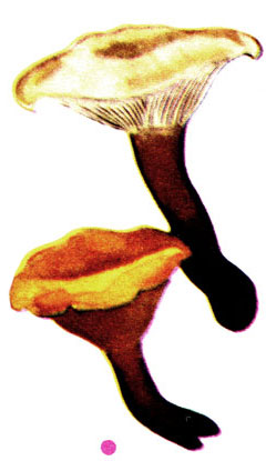  , Hygrophoropsis aurantiaca