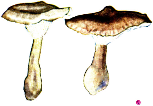  , Clitocybe clavipes