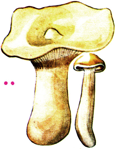 -, Clitocybe geotropa