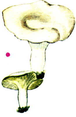 , Clitopilus prunulus