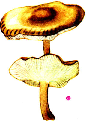  , Collybia dryophila