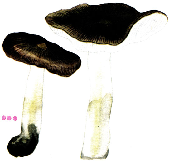  , Tricholoma portentosum