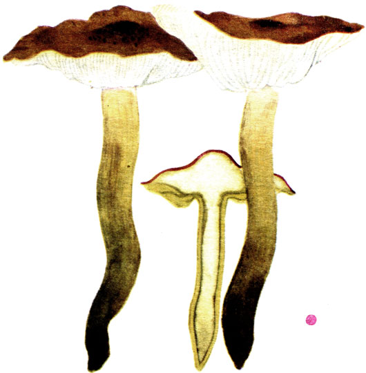  -, Tricholoma flavobrunneum