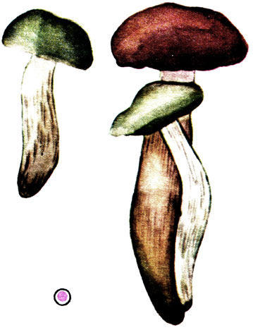  , Tricholoma saponaceum