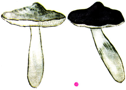  , Tricholoma terreum