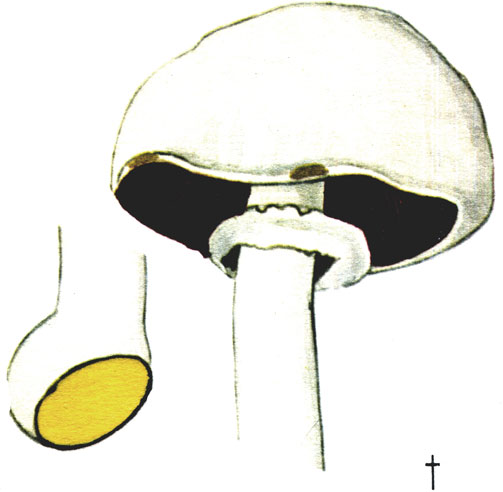  , Agaricus xanthodermus
