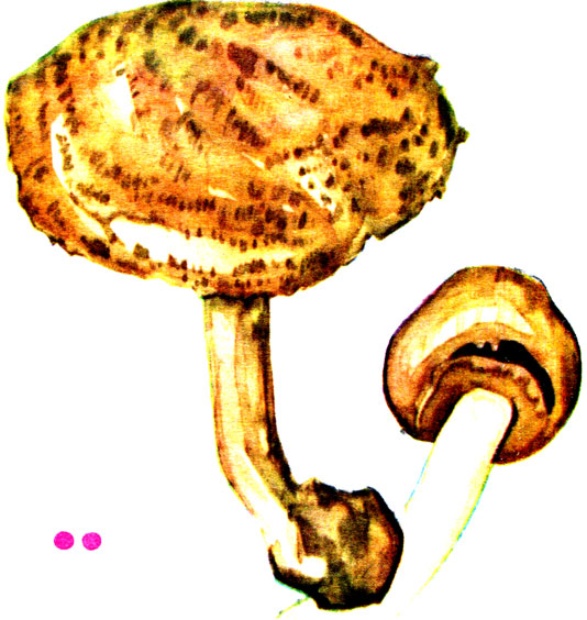  , Agaricus silvaticus