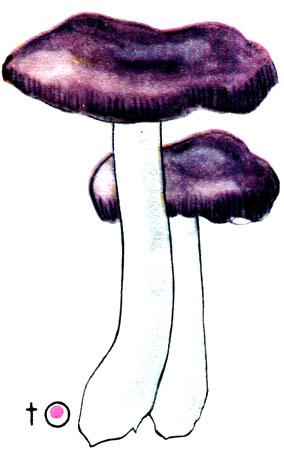  , Russula fragilis