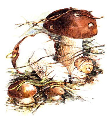 Белый гриб сосновый (боровой)
