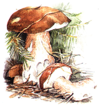 Белый гриб еловый