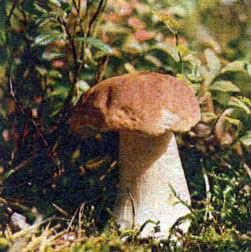 Рис. 9. Белый гриб березовый. Съедобный