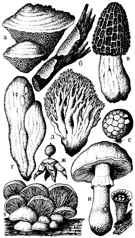 Рис. 1 Формы плодовых тел высших грибов: а - конусовидная, б - разлившаяся, в - сморчковообразная, г - булавовидная, д - кустарникообразная, е - шаровидная, ж - звездообразная, з - черепитчато расположенная, и - шляпочная, к - рюмкообразная