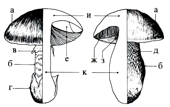 Рис. 2 Части шляпочных грибов: а - шляпка, б - ножка, в - кольцо, г - вольва у основания ножки, д - сетчатый рисунок на ножке, е - пластинки, ж - трубочки, з - поры (устье трубочек), и - мякоть шляпки, к - мякоть ножки