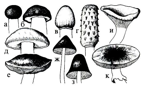 Рис. 3 Формы шляпки: а - шаровидная, б - полукруглая, в - яйцевидная, г - цилиндрическая, д - выпуклая, е - подушковидная, ж - конусовидная, з - колокольчатая, и - воронковидная, к - плоская