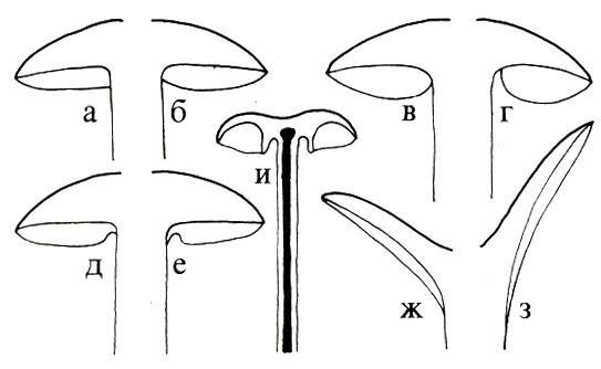 Рис. 5 Типы соединений пластинок с ножкой: а - приросший, б - закругленно прикрепленный, в - свободный, г - отстающий, д - приросший зубцом, е - нисходящий зубцом, ж - нисходящий, з - глубоко нисходящий, и - соединенный с воротничком