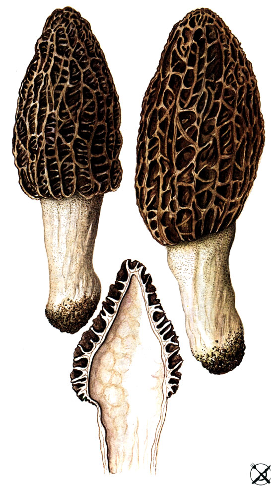 Сморчок конический, смаржок (Morchella conica Pers.: Fr.)
