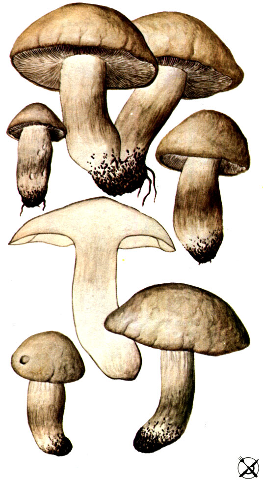 Калоцибе майский (Calocybe gambosa (Fr.) Donk; Syn.: Tricholoma georgii (L.: Hook.) Quel.)