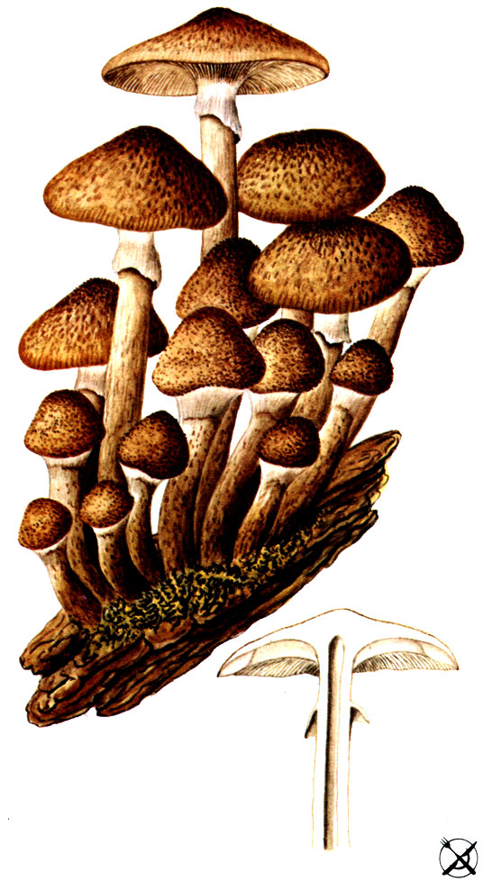 Опенок настоящий, осенний (Armillariella mellea (Vahl: Fr.) P. Karst.; Syn.: Clitocybe mellea Vahl: Fr.)