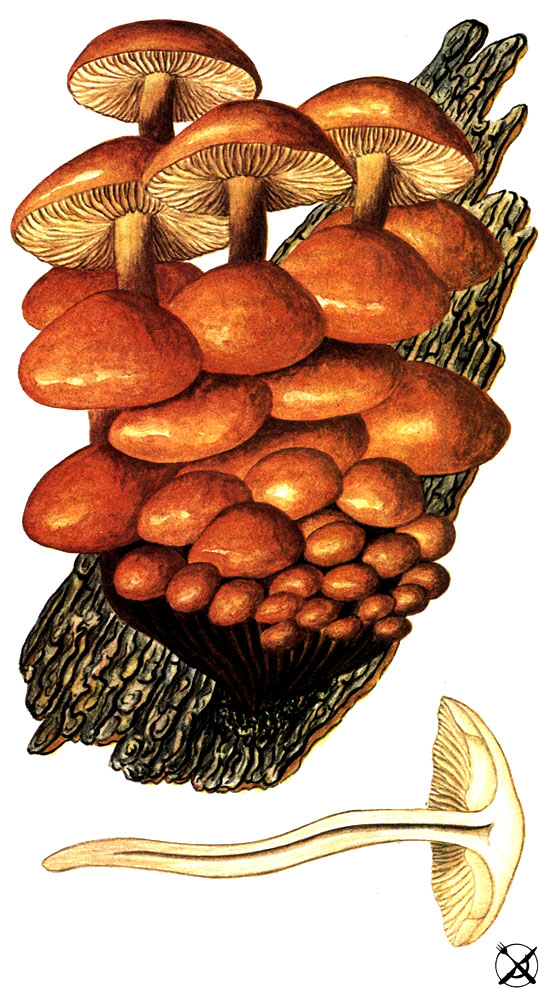 Опенок зимний, зимний гриб Flammulina velutipes (Curt.: Fr.) Sing.; Syn.: Collybia velutipes (Curt.: Fr.) Kumm.)