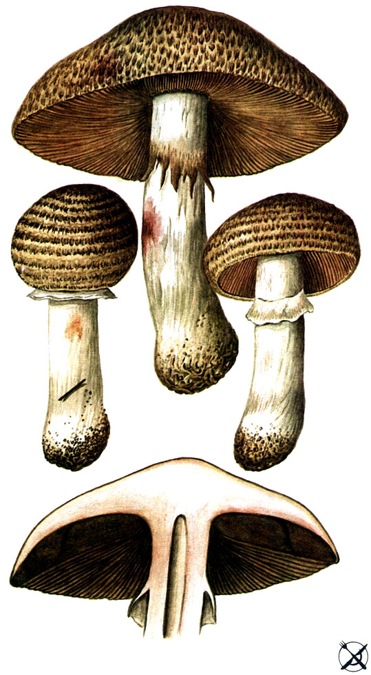 Шампиньон лесной (Agaricus sylvaticus Schaeff.: Krombh.; Syn.: Psalliota sylvatica (Schaeff.: Krombh.) Kumm.)