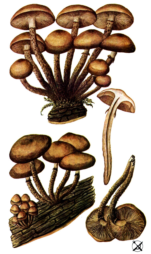 Опенок летний (Kuehneromyces mutabilis (Fr.) Sing, et A. H. Sm.; Syn.: Pholiota mutabilis (Fr.) Kumm.)