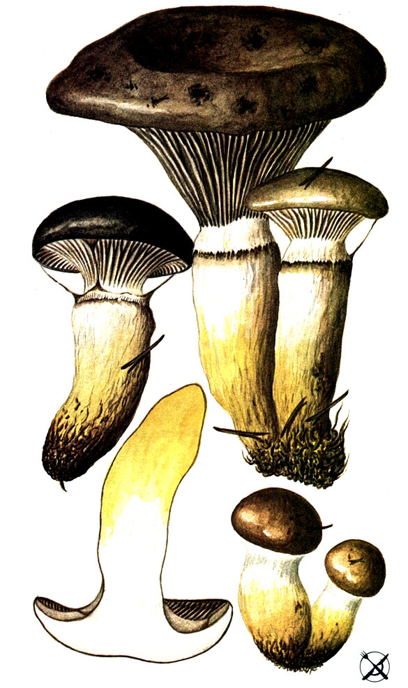 Мокруха клейкая (Gomphidius glutinosus (Schaeff.: Fr.) Fr.)