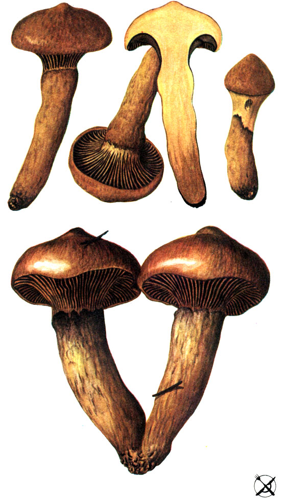 Мокруха пурпуровая (Gomphidius rutilus (Schaeff.: Fr.) Lund, et Nannf.)