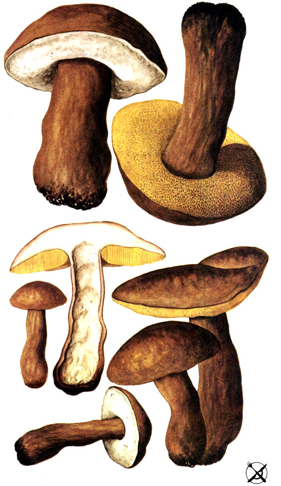 Каштановый гриб, каштановик, гиропорус каштановый (Gyroporus castaneus (Bull.: Fr.) Quel.)