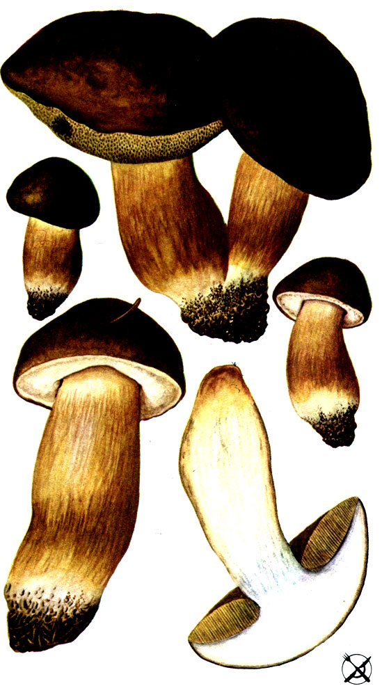 Польский гриб (Xerocomus badius (Fr.) Kühn. ex Gilb.; Syn.: Boletus badius Fr.)
