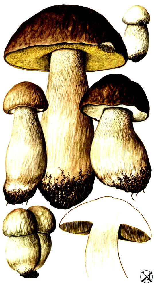 Белый гриб, форма еловая, боровик (Boletus edulis Bull.: Fr.)