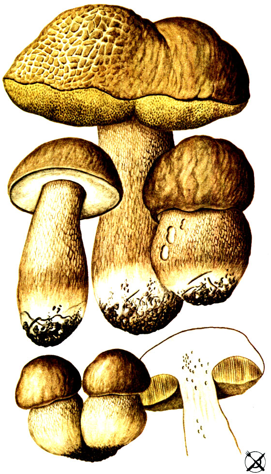 Белый гриб, форма сетчатая (Boletus aestivalis Paul.: Fr.; Syn.: Boletus reticulatus Schaeff.; Boud)