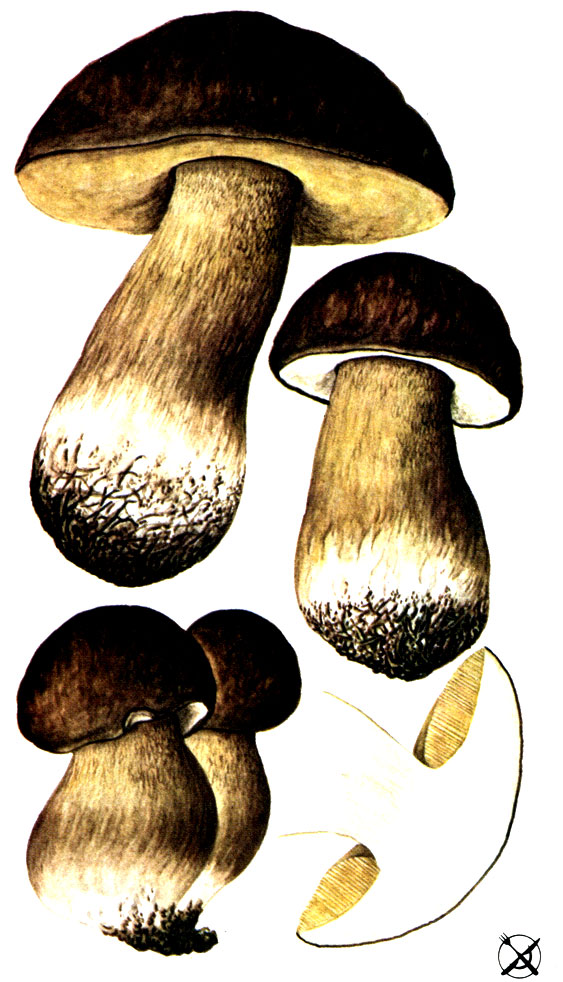 Белый гриб, форма темнобронзовая (Boletus aereus Bull.: Fr.)