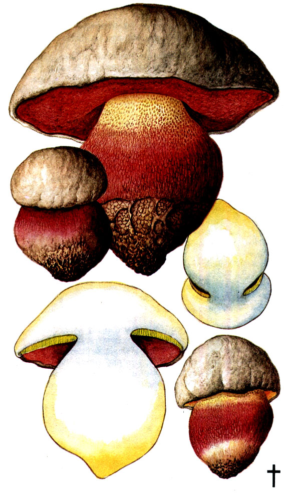 Сатанинский гриб (Boletus satanas Lenz.)
