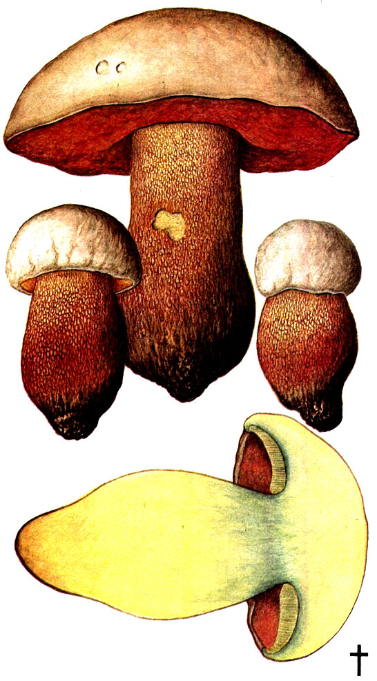 Боровик розово-золотистый (Boletus rhodoxanthus (Krombh.) Kallenb.)