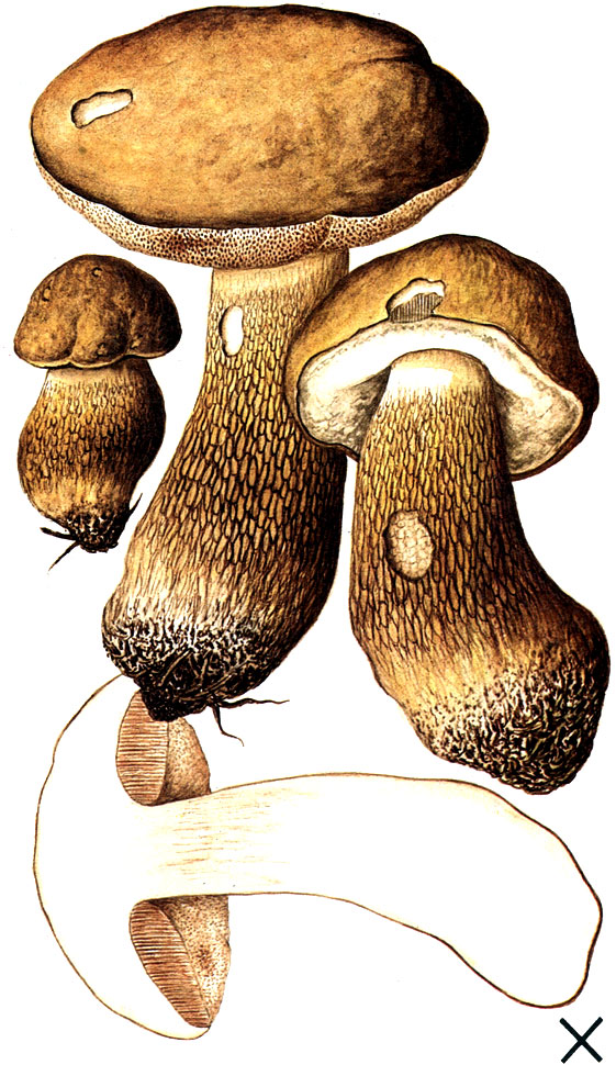 Желчный гриб (Tylopilus felleus (Bull: Fr.) P. Karst.; Syn.: Boletus felleus Bull.: Fr.)