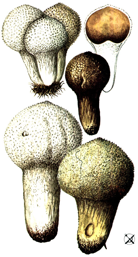 Дождевик настоящий, шиповатый, жемчужный (Lycoperdon perlatum Pers.: Pers.)