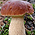 Сбор грибов, Экология