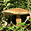 Виды грибов